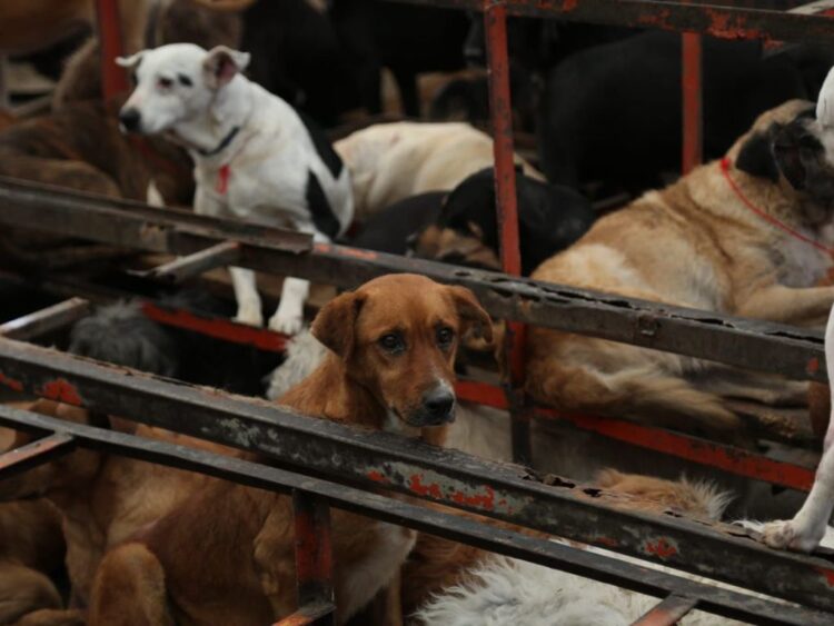 Maltrato animal en el refugio Franciscano de Cuajimalpa. AMEXI