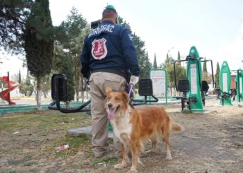 Desde Mineral de la Reforma, en el estado de Hidalgo, se informa que rescataron a una perrita llamada Ámbar de maltrato animal, por activistas con el apoyo del gobierno local.