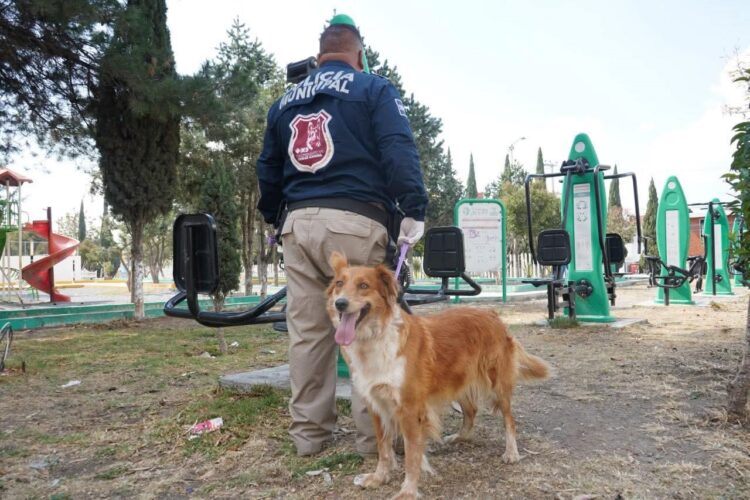 Desde Mineral de la Reforma, en el estado de Hidalgo, se informa que rescataron a una perrita llamada Ámbar de maltrato animal, por activistas con el apoyo del gobierno local.