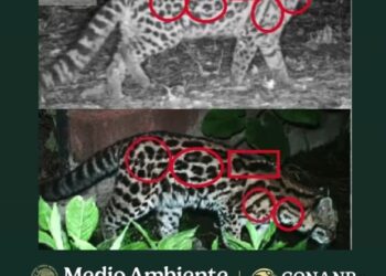 Avistamiento de Tigrillo y jaguar en Hidalgo