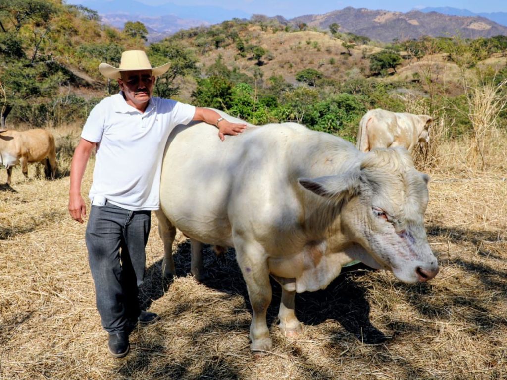 Alerta en México por gusano barrenador del ganado