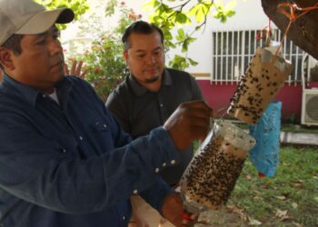 Entregan en Oaxaca trampas de moscas para frenar al gusano barrenador