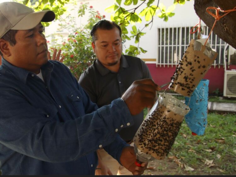 Entregan en Oaxaca trampas de moscas para frenar al gusano barrenador