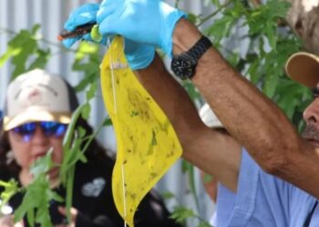 Se elevan a 3 mil 980 los casos de gusano barrenador en Oaxaca