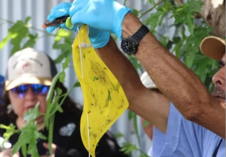 Se elevan a 3 mil 980 los casos de gusano barrenador en Oaxaca