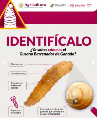 En el Estado de México se logró contener el 74% de los casos acumulados de gusano barrenador.