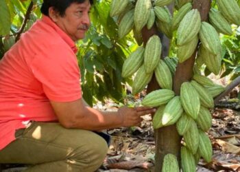 Gran preocupación por la crisis de los precios del cacao en el Soconusco. AMEXI