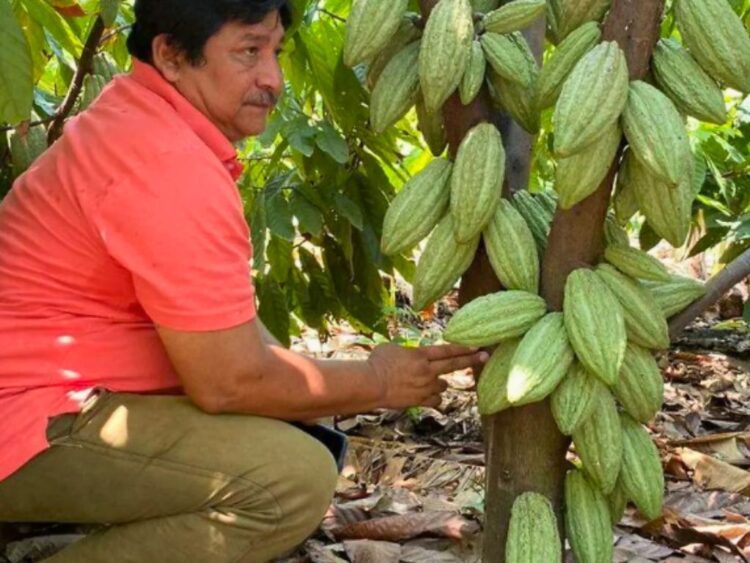 Gran preocupación por la crisis de los precios del cacao en el Soconusco. AMEXI