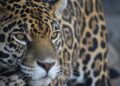 Hidalgo busca la conservación del hábitat de jaguar
