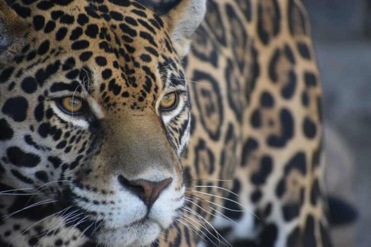 Hidalgo busca la conservación del hábitat de jaguar