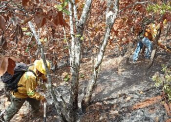 Liquidan tres incendios forestales en Oaxaca. AMEXI Foto Especial