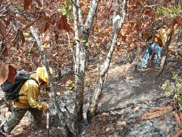 Liquidan tres incendios forestales en Oaxaca. AMEXI Foto Especial