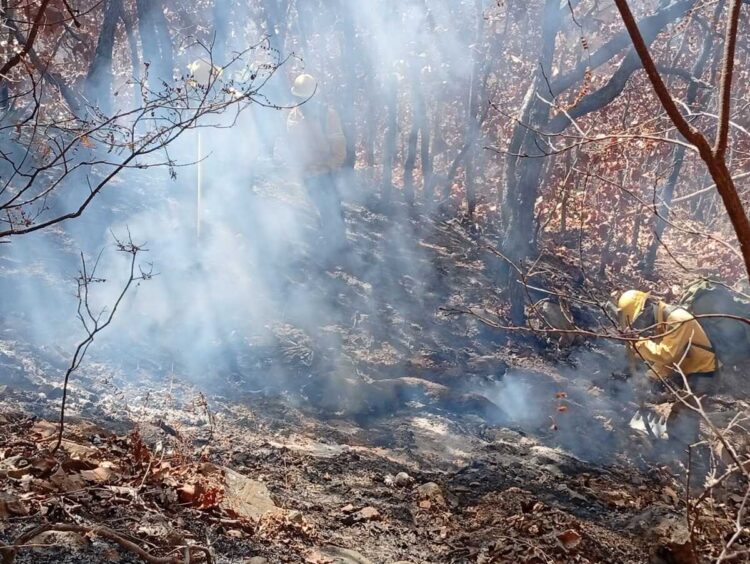 Oaxaca tiene tres incendios forestales activos causados por quemas agrícolas