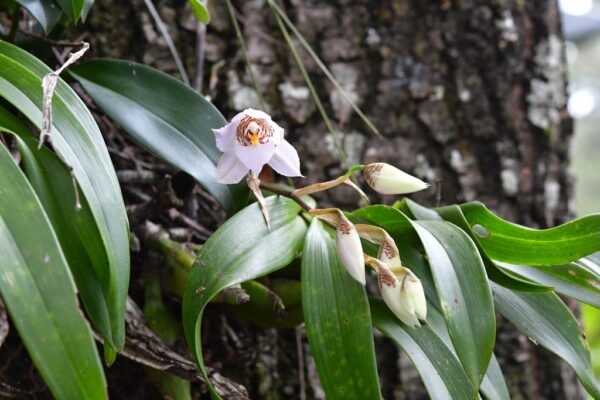 El Festival Internacional de la Orquídea 2026 se llevará a cabo del 27 de marzo al 5 de abril