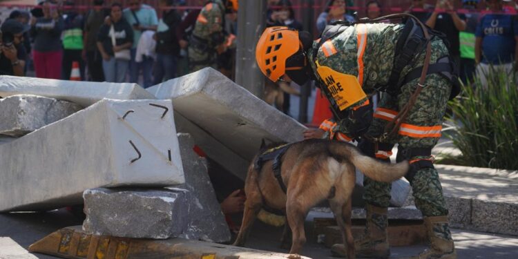 Primer simulacro de sismo 2026