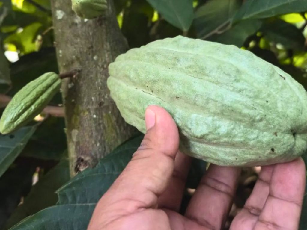 Sin opciones de venta. AMEXI