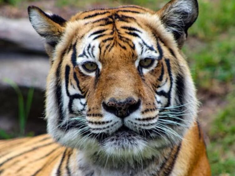 Tres noticias sobre naturaleza marcan a Colombia