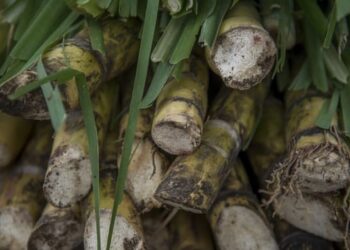 En los meses de febrero y marzo comenzará el proceso de integración de las y los productores cañeros a los programas de bienestar