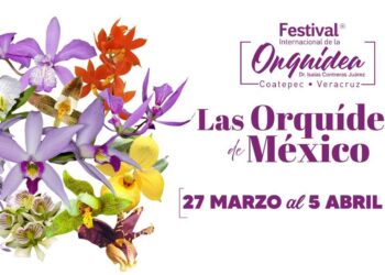 Coatepec será sede del Festival Internacional de la Orquídea 2026