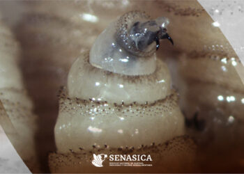 2,620 casos de gusano barrenador y 8 en humanos en Oaxaca.