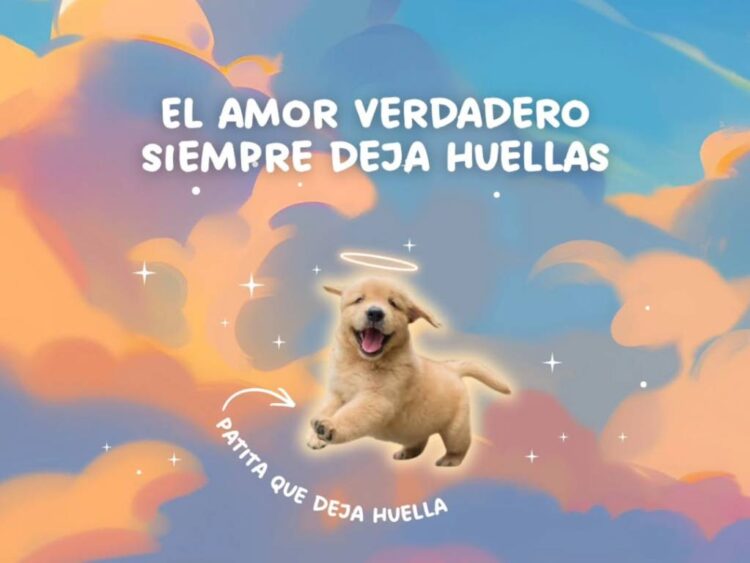 El amor más fiel también se celebra: el vínculo eterno entre humanos y sus mascotas