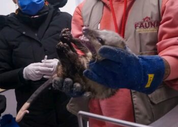 Unidad de Rehabilitación de Fauna Silvestre tiene 10 años de creada en Hidalgo