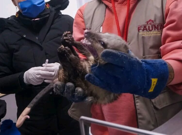 Unidad de Rehabilitación de Fauna Silvestre tiene 10 años de creada en Hidalgo