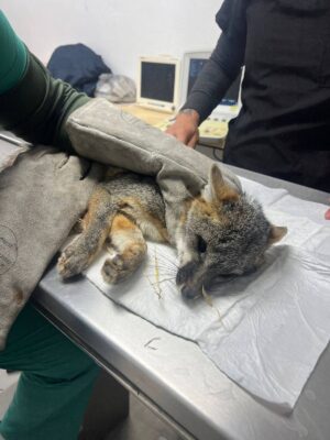 De los últimos rescates de la Unidad de Rehabilitación son dos zorros grises,