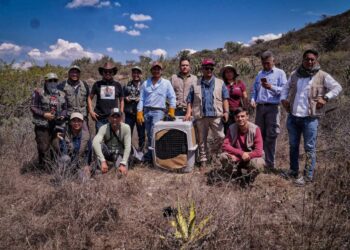 16 animales silvestres son liberados en área protegida