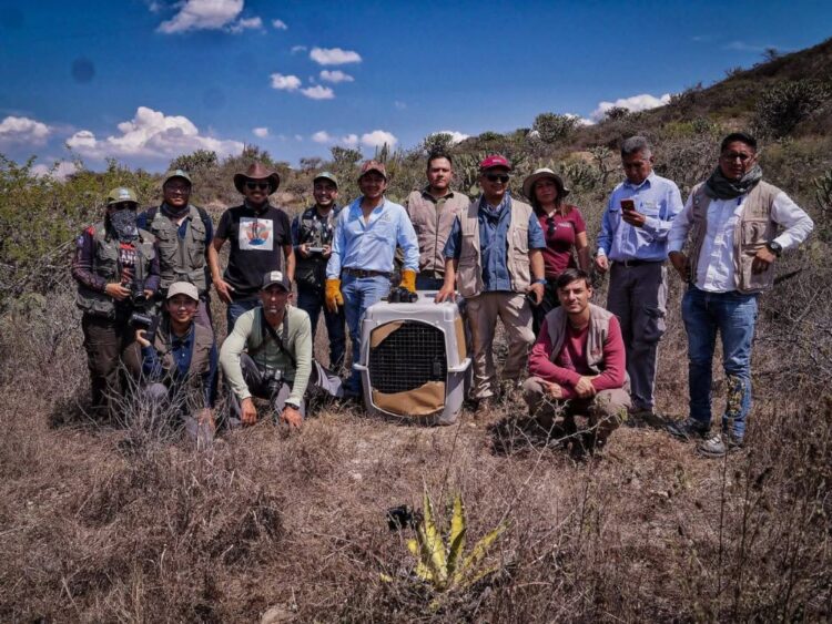 16 animales silvestres son liberados en área protegida