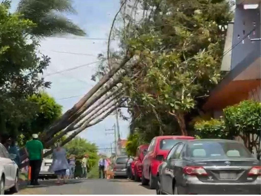 Árboles caídos por las fuertes rachas de viento superiores a los 110 km por hora.