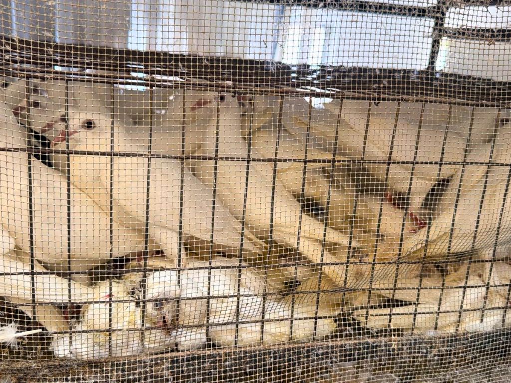 Aves en hacinamiento.