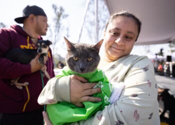 Estas son las 10 acciones del gobierno de la CDMX para el bienestar animal