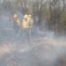 Con Ejército y Guardia Nacional, ingresan brigadas contra fuego a combatir 6 incendios forestales activos