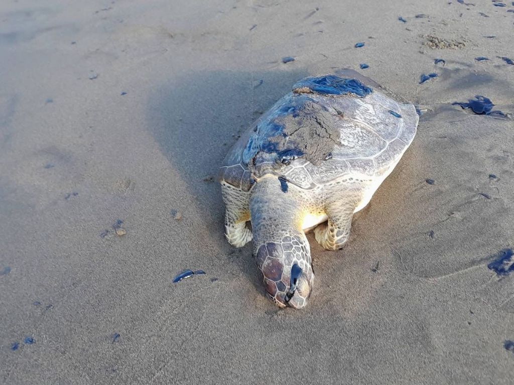 Daños a fauna marina por presencia de chapopote en Veracruz