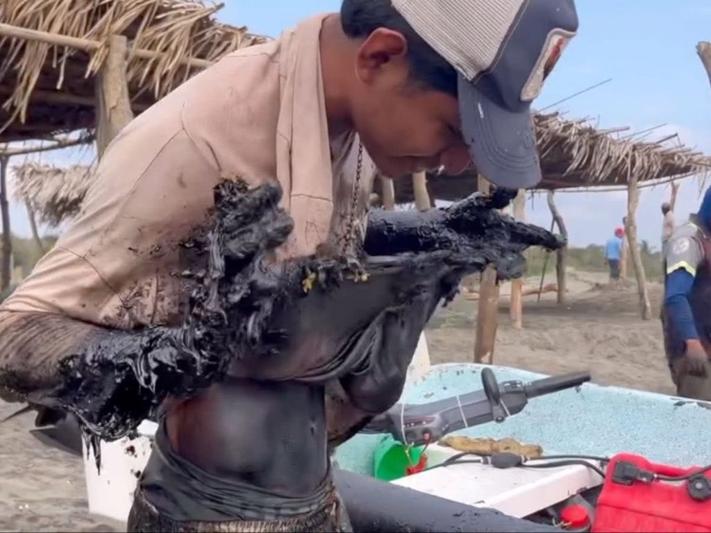 Daños a fauna marina por presencia de chapopote en Veracruz