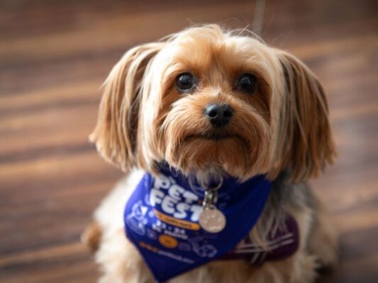 Organizadores y especialistas participan en la presentación de PETFEST 2026, festival dedicado al bienestar animal que se realizará en Campo Marte.