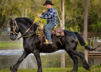Vaqueros y ganaderos trabajan entre agua y pantanos en los Everglades, escenario de la serie documental Vaqueros del Pantano.