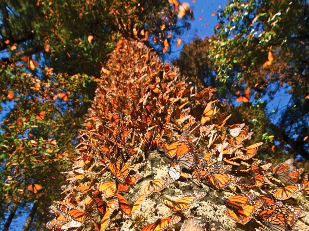 El cambio climático pone en riesgo a la mariposa monarca. 
