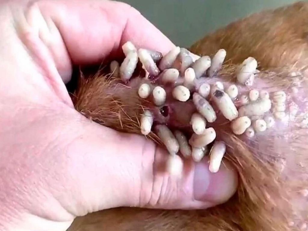 En 3 meses en Oaxaca hay 2 mil 779 casos de gusano barrenador