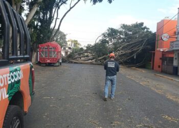 Fuertes vientos tiran árboles, techos y postes de luz en la capital de Oaxaca