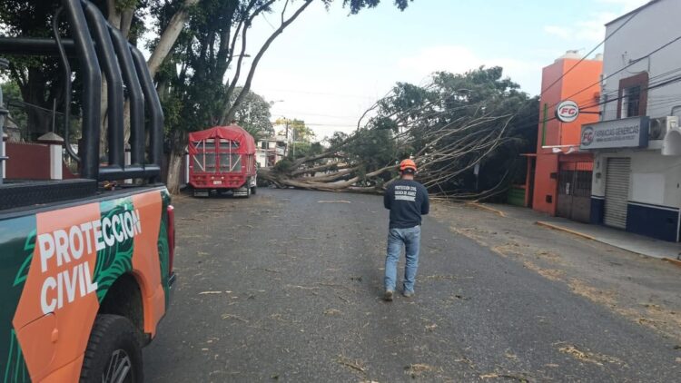 Fuertes vientos tiran árboles, techos y postes de luz en la capital de Oaxaca
