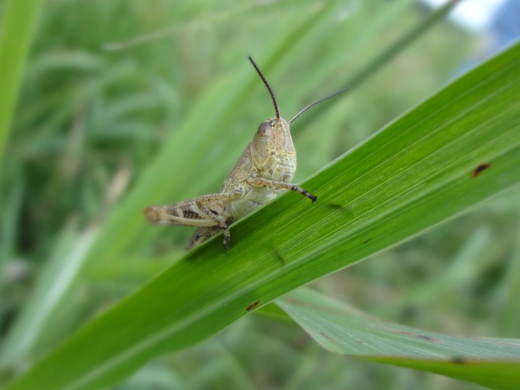 K’OTO, el satélite creado por universitarios mexicanos