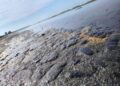 La mancha por el derrame de hidrocarburos sigue extendiéndose por las costas veracruzanas. AMEXI Foto Ignacio Álverez