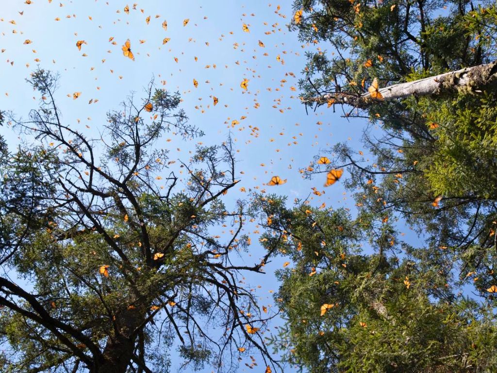 Cambio climático y mariposa monarca