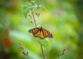 Las condiciones adecuadas para huevos y larvas de la monarca se están moviendo hacia el sur, noreste y centro del país.
