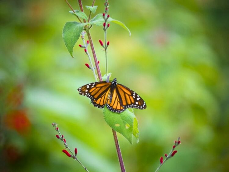 Las condiciones adecuadas para huevos y larvas de la monarca se están moviendo hacia el sur, noreste y centro del país.