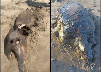 Llega contaminación de chapopote a Boca del Río; proviene de un barco en costas de Tabasco