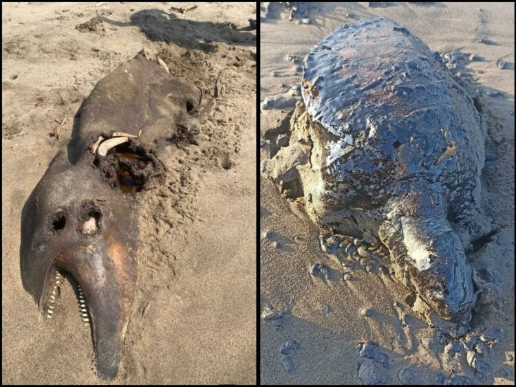 Llega contaminación de chapopote a Boca del Río; proviene de un barco en costas de Tabasco
