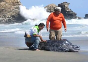 Marea alta en Oaxaca arrastra dos kilómetros tierra adentro a tortuga laúd de 300 kilos
